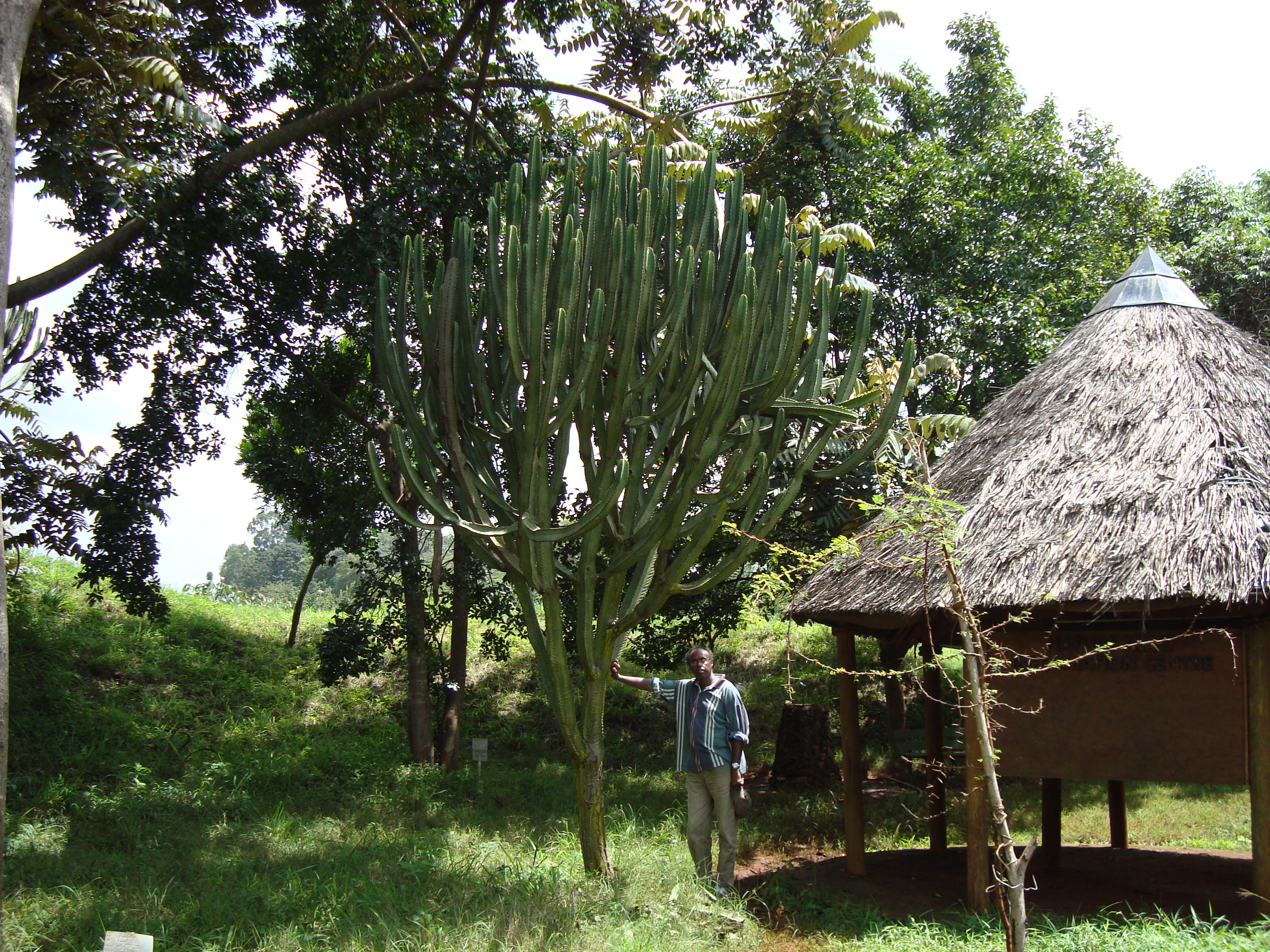 Aweis, World Agroforestry Centre, Nairobi, Kenya
